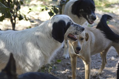 FOS Animal Shelter