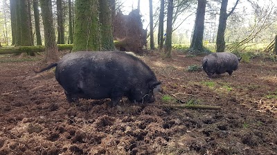 Furry Friends Animal Rescue & Sanctuary
