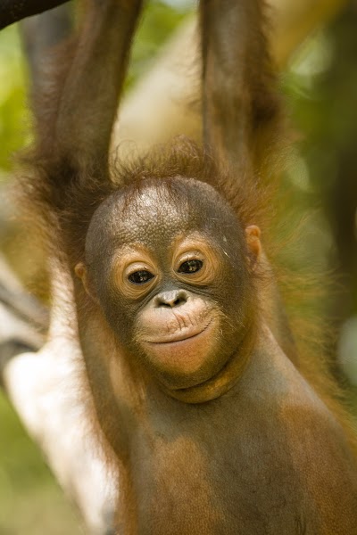 International Animal Rescue (IAR)